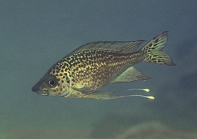 Ophthalmotilapia nasuta 'Moliro'